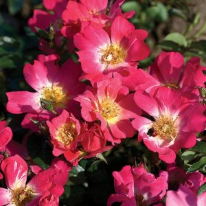 1 gallon - Pink Drift® Rose (ROSE DRIFT PINK) - 1 gallon - 1 gallon