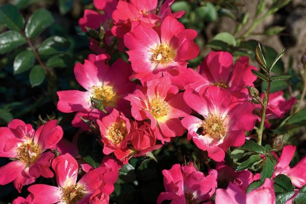 1 gallon - Pink Drift® Rose (ROSE DRIFT PINK) - 1 gallon - 1 gallon