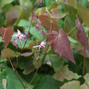 1 gallon - Pink Elf Barrenwort (EPIMEDIUM PINK ELF) - 1 gallon - 1 gallon