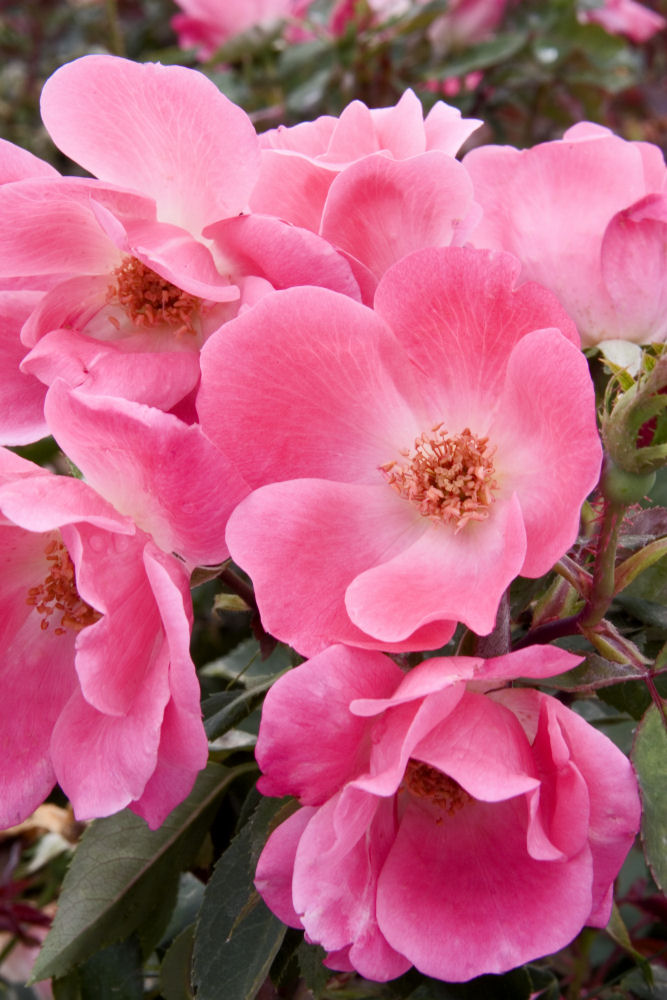 1 gallon - Pink Knock Out® Rose (ROSE K.O. PINK KNOCKOUT) - 1 gallon - 1 gallon