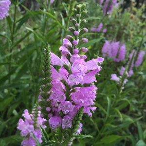 1 gallon - Pink Manners Obedient Plant (PHYSOSTEGIA PINK MANNERS) - 1 gallon - 1 gallon
