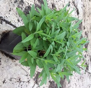 1 gallon - Pink Moody Blues Speedwell (VERONICA PINK MOODY BLUES) - 1 gallon - 1 gallon