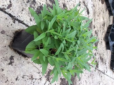 1 gallon - Pink Moody Blues Speedwell (VERONICA PINK MOODY BLUES) - 1 gallon - 1 gallon