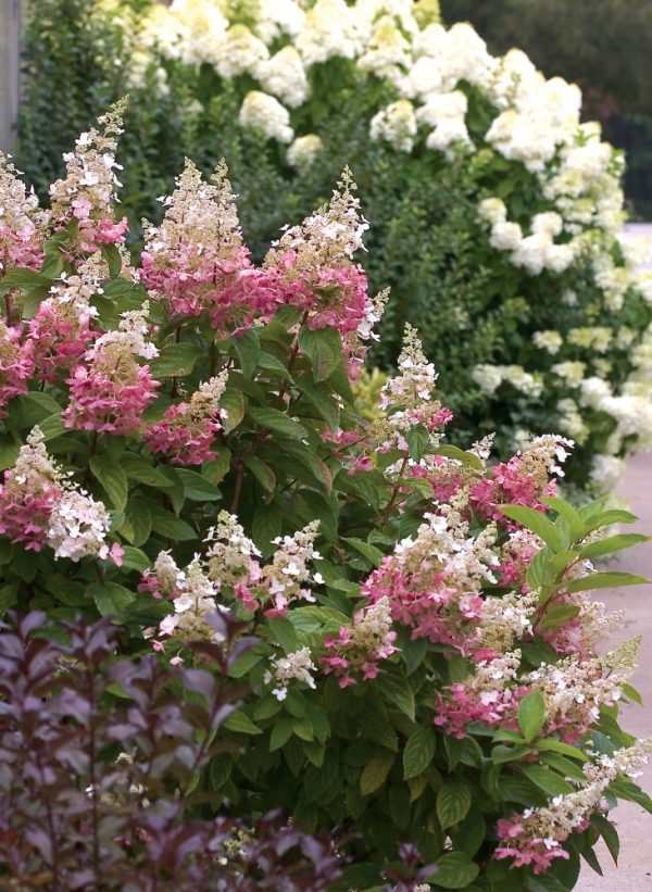 3 gallon - Pinky Winky® Panicle Hydrangea (HYDRANGEA P PINKY WINKY) - 3 gallon - 3 gallon