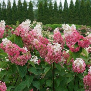 3 gallon - Pinky Winky Prime® Panicle Hydrangea (HYDRANGEA P PINKY WINKY PRIME) - 3 gallon - 3 gallon