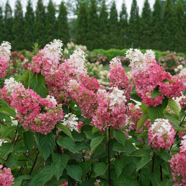 3 gallon - Pinky Winky Prime® Panicle Hydrangea (HYDRANGEA P PINKY WINKY PRIME) - 3 gallon - 3 gallon