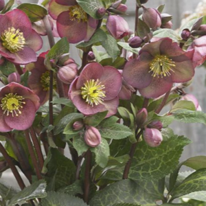 1 gallon - Pippa’s Purple Lenten Rose (HELLEBORUS FROSTKISS PIPPAS PURPLE) - 1 gallon - 1 gallon