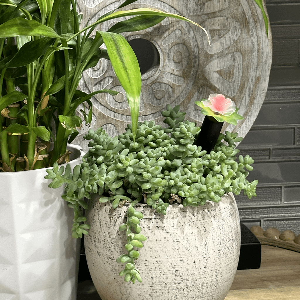 Plant Alarm Kit - Image 7