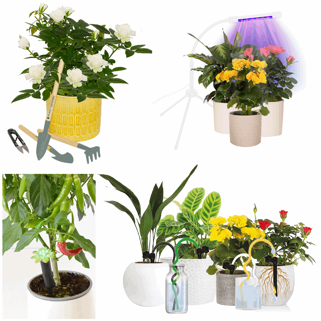 Plant Deluxe Kit - Image 2