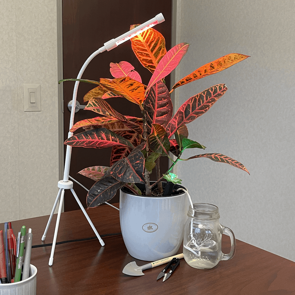 Plant Deluxe Kit - Image 12