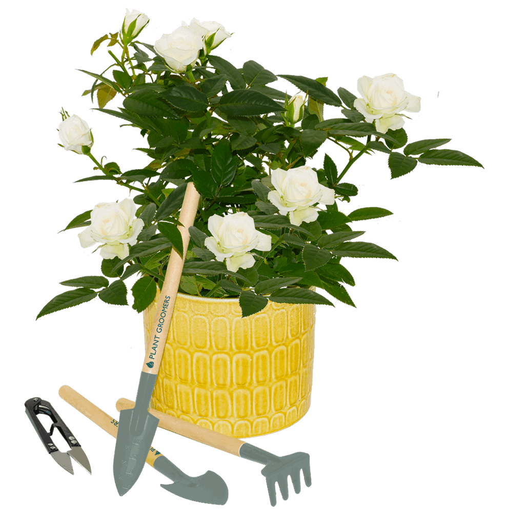 Plant Grooming Tools - Set of 4 - Image 2