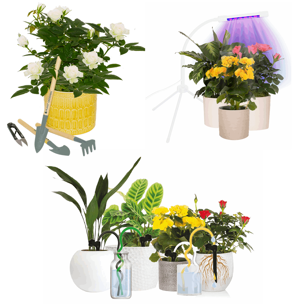 Plant Grow Kit - Image 2