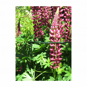 Plant Support Cradle 14" Scalloped