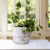 Plant Trellis Kit- Deco Style - Image 3