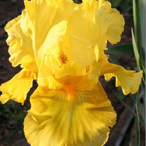 1 gallon - Pleasant Peasant Intermediate Bearded Iris (IRIS GERMANICA PLEASANT PEASANT) - 1 gallon - 1 gallon