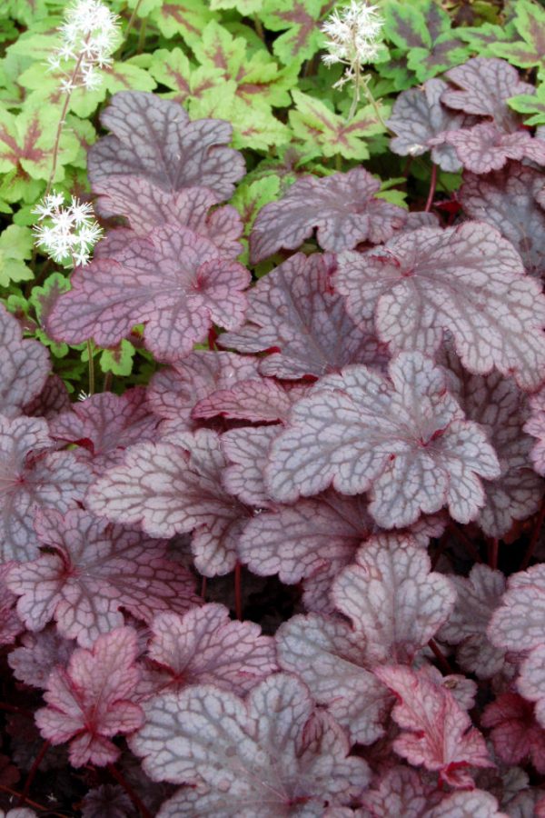 1 gallon - Plum Pudding™ Coral Bells (HEUCHERA PLUM PUDDING) - 1 gallon - 1 gallon