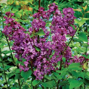 3 gallon 24" - Pocahontas Lilac (SYRINGA X HYACIN. POCAHONTAS) - 3 gallon 24" - 3 gallon 24"