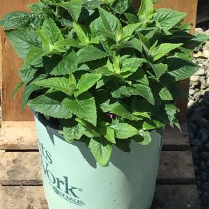 1 gallon - Pocahontas Pink Bee Balm (MONARDA POCAHONTAS PINK) - 1 gallon - 1 gallon