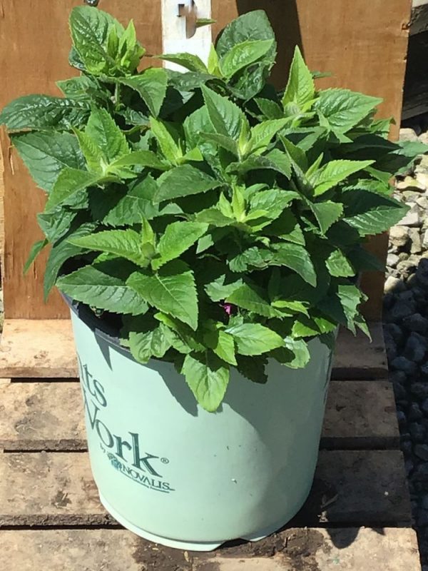 1 gallon - Pocahontas Pink Bee Balm (MONARDA POCAHONTAS PINK) - 1 gallon - 1 gallon