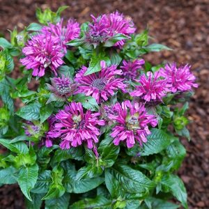 1 gallon - Pocahontas Purple Rose Bee Balm (MONARDA POCAHONTAS PURPLE ROSE) - 1 gallon - 1 gallon