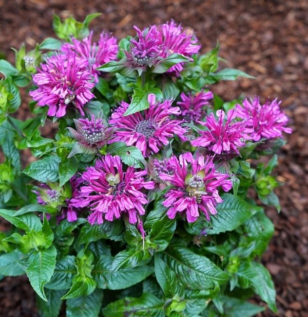 1 gallon - Pocahontas Purple Rose Bee Balm (MONARDA POCAHONTAS PURPLE ROSE) - 1 gallon - 1 gallon