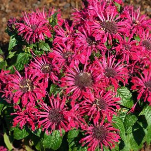 1 gallon - Pocahontas Red Rose Bee Balm (MONARDA POCAHONTAS RED ROSE) - 1 gallon - 1 gallon