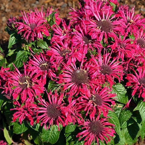 1 gallon - Pocahontas Red Rose Bee Balm (MONARDA POCAHONTAS RED ROSE) - 1 gallon - 1 gallon