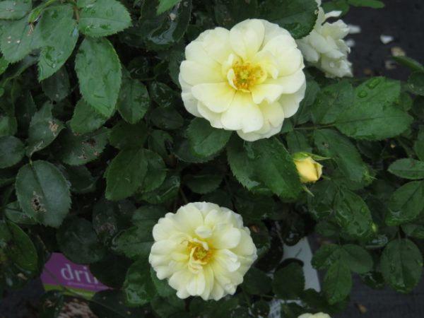 1 gallon - Popcorn Drift® Rose (ROSE DRIFT POPCORN) - 1 gallon - 1 gallon