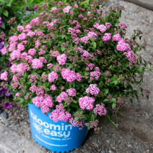 2 gallon - Poprocks® Petite Spirea (SPIRAEA POPROCKS PETITE) - 2 gallon - 2 gallon