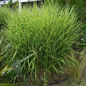 1 gallon - Porcupine Grass (GRASS - M. S. STRICTUS) - 1 gallon - 1 gallon
