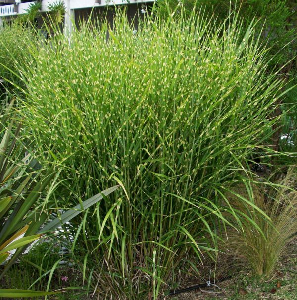 3 gallon - Porcupine Grass (GRASS - M. S. STRICTUS) - 3 gallon - 3 gallon