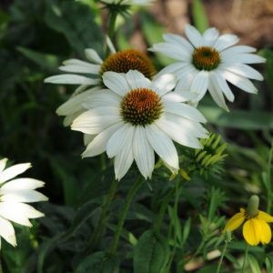 3QT - PowWow White Coneflower (ECHINACEA POWWOW WHITE) - 3QT - 3QT