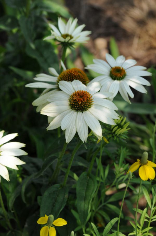 3QT - PowWow White Coneflower (ECHINACEA POWWOW WHITE) - 3QT - 3QT