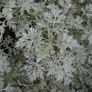 1 gallon - Powis Castle Artemisia (ARTEMISIA X. POWIS CASTLE) - 1 gallon - 1 gallon