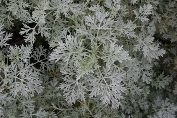 1 gallon - Powis Castle Artemisia (ARTEMISIA X. POWIS CASTLE) - 1 gallon - 1 gallon