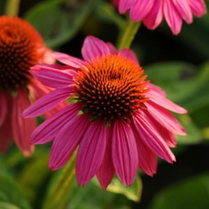 3QT - Powwow Wild Berry Coneflower (ECHINACEA POWWOW WILD BERRY) - 3QT - 3QT
