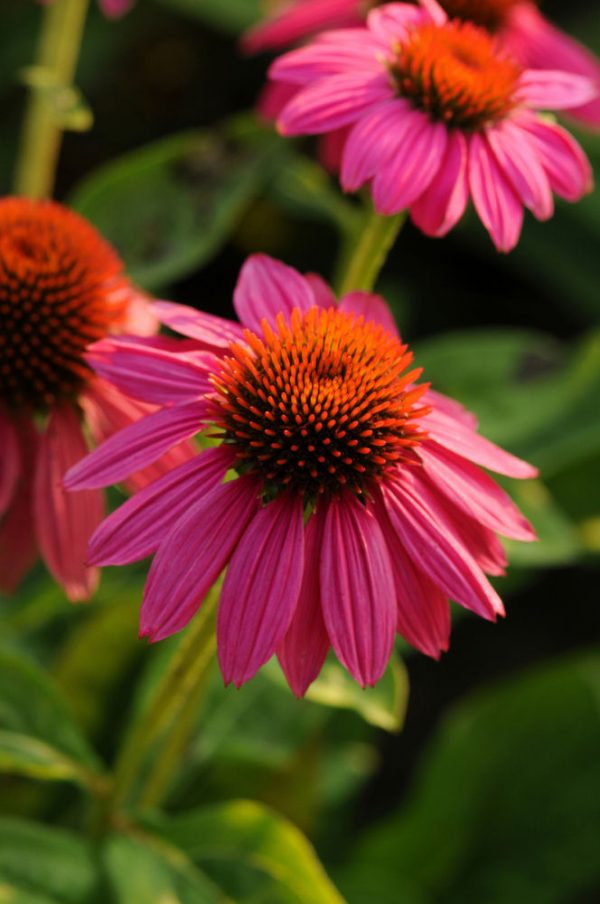 3QT - Powwow Wild Berry Coneflower (ECHINACEA POWWOW WILD BERRY) - 3QT - 3QT
