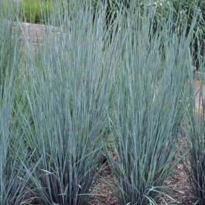 2 gallon - Prairie Blues Little Bluestem (GRASS - SCHIZACHYRIUM PRAIRIE BLUES) - 2 gallon - 2 gallon