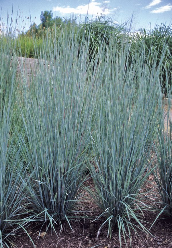 2 gallon - Prairie Blues Little Bluestem (GRASS - SCHIZACHYRIUM PRAIRIE BLUES) - 2 gallon - 2 gallon