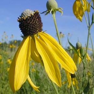 1 gallon - Prairie Coneflower (RATIBIDA PINNATA) - 1 gallon - 1 gallon