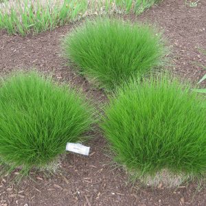 2 gallon - Prairie Dropseed (GRASS - SPOR. HETEROLEPIS) - 2 gallon - 2 gallon