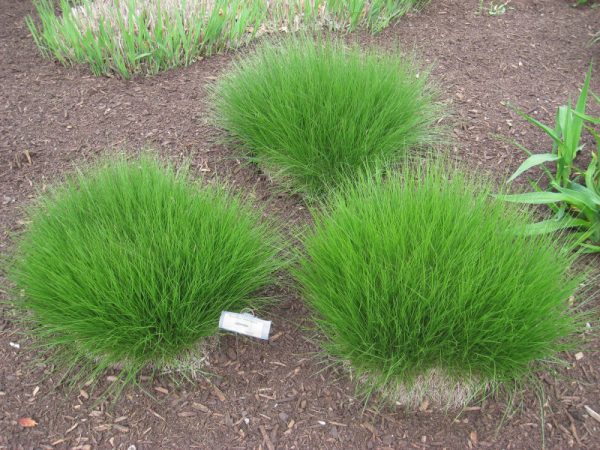 2 gallon - Prairie Dropseed (GRASS - SPOR. HETEROLEPIS) - 2 gallon - 2 gallon