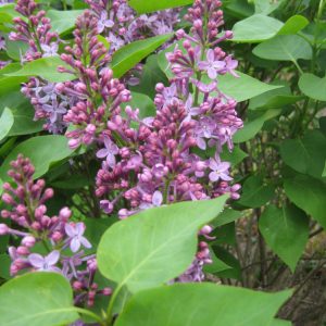 2 gallon 10" - Prairie Petite Lilac (SYRINGA VUL. PRAIRIE PETITE) - 2 gallon 10" - 2 gallon 10"