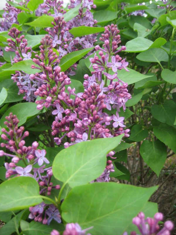2 gallon 10" - Prairie Petite Lilac (SYRINGA VUL. PRAIRIE PETITE) - 2 gallon 10" - 2 gallon 10"
