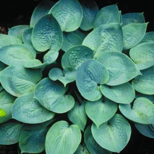 1 gallon - Prairie Skies Plantain Lily (HOSTA PRAIRIE SKY) - 1 gallon - 1 gallon