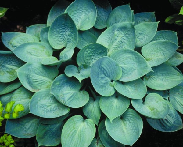 1 gallon - Prairie Skies Plantain Lily (HOSTA PRAIRIE SKY) - 1 gallon - 1 gallon
