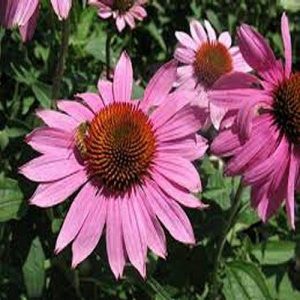 1 gallon - Prairie Splendor Coneflower (ECHINACEA P. PRAIRIE SPLENDOR) - 1 gallon - 1 gallon