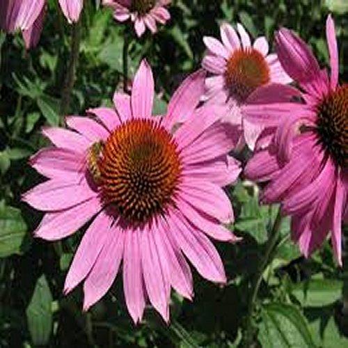 1 gallon - Prairie Splendor Coneflower (ECHINACEA P. PRAIRIE SPLENDOR) - 1 gallon - 1 gallon