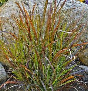 3 gallon - Prairie Winds® 'Cheyenne Sky' Red Switch Grass (GRASS - PA. CHEYENNE SKY) - 3 gallon - 3 gallon