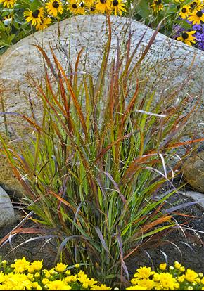 3 gallon - Prairie Winds® 'Cheyenne Sky' Red Switch Grass (GRASS - PA. CHEYENNE SKY) - 3 gallon - 3 gallon